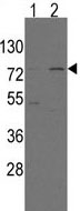 All lanes : Anti-Nrf2 antibody - Aminoterminal end (ab75919) at 1/50 dilutionLane 1 : 293 cell lysates, nontransfected Lane 2 : 293 cell lysates, transiently transfected with the Nrf2 gene Lysates/proteins at 2 µg per lane.