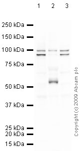 All lanes : Anti-NRG1 antibody (ab53104) at 1/500 dilutionLane 1 : SK N SH (Human neuroblastoma) Whole Cell Lysate Lane 2 : Placenta (Human) Tissue Lysate - adult normal tissue (ab29745)Lane 3 : HeLa (Human epithelial carcinoma cell line) Whole Cell Lysate Lysates/proteins at 10 µg per lane.SecondaryGoat polyclonal to Rabbit IgG - H&L - Pre-Adsorbed (HRP) at 1/3000 dilutionObserved band size : 100 kDa (why is the actual band size different from the predicted?)Additional bands at : 55 kDa (possible isoform),90 kDa (possible isoform).
