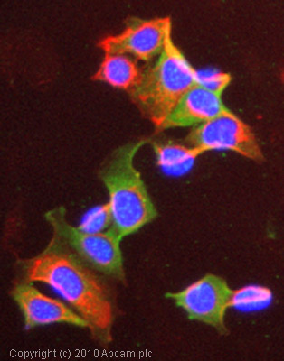 ICC/IF image of ab53104 stained MCF7 cells. The cells were 100% methanol fixed (5 min) and then incubated in 1%BSA / 10% normal goat serum / 0.3M glycine in 0.1% PBS-Tween for 1h to permeabilise the cells and block non-specific protein-protein interactions. The cells were then incubated with the antibody (ab53104, 5µg/ml) overnight at +4°C. The secondary antibody (green) was Alexa Fluor® 488 goat anti-rabbit IgG (H+L) used at a 1/1000 dilution for 1h. Alexa Fluor® 594 WGA was used to label plasma membranes (red) at a 1/200 dilution for 1h. DAPI was used to stain the cell nuclei (blue) at a concentration of 1.43µM.