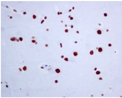 ab129008, at 1/250 dilution, staining RAPGEF5 in paraffin embedded Human brain tissue by Immunohistochemistry.