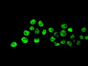 ab129008, at 1/100 dilution, staining RAPGEF5 in 293 cells by Immunofluorescence