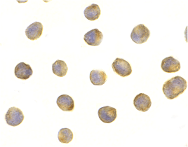 Immunocytochemical staining of L1210 cells using Raptor antibody at 1µg/ml.