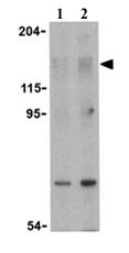 Lane 1 :  Anti-Raptor antibody (ab26264) at 2 µg/mlLane 2 :  Anti-Raptor antibody (ab26264) at 4 µg/mlLane 1 : L1210 cell lysateLane 2 : L1210 cell lysate