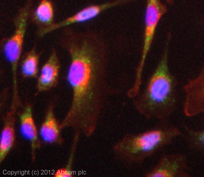 ICC/IF image of ab80237 stained HeLa cells. The cells were 4% formaldehyde (10 min) and then incubated in 1%BSA / 10% normal goat serum / 0.3M glycine in 0.1% PBS-Tween for 1h to permeabilise the cells and block non-specific protein-protein interactions. The cells were then incubated with the antibody (ab80237, 10µg/ml) overnight at +4°C. The secondary antibody (green) was for 1h. Alexa Fluor® 594 WGA was used to label plasma membranes (red) at a 1/200 dilution for 1h. DAPI was used to stain the cell nuclei (blue) at a concentration of 1.43µM.