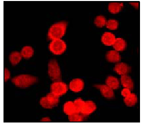 Immunofluorescent staining of HeLa cells using ab40677 diluted 1:250.