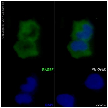 Immunofluorescent analysis of HeLa cells labeling RASEF with ab194827 at 1/50 dilution. A Goat anti rabbit IgG (Alexa Fluor488) at 1/400 dilution (ab150077) was used as secondary antibody. Cells were fixed with 4% paraformaldehyde and permeabilized with 0.1% triton X-100. Counterstain: DAPI. Cytoplasm staining on HeLa cell line was observed.