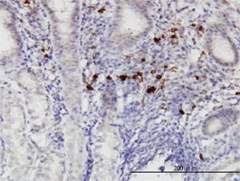 RASGEF1C antibody (ab57245) used in immunohistochemistry at 3ug/ml on formalin fixed and paraffin embedded human stomach.