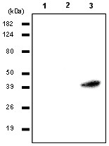 All lanes : Anti-RASSF1a antibody [3F3] (ab23950) at 1/1000 dilutionLane 1 : HEK293 cellsLane 2 : A549 cellsLane 3 : HeLa cells