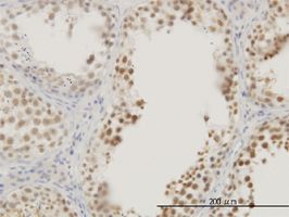 RASSF8 antibody (ab56921) used in immunohistochemistry at 3ug/ml on formalin fixed and paraffin embedded human testis.