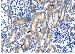 Immunohistochemical analysis of RB associated KRAB repressor in paraffin embedded human kidney tissue slide using 4 µg/ml of ab28487. Arrows indicate positively labelled epithelial cells of the renal tubule.