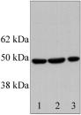 All lanes : Anti-RbAp46 antibody (ab3535) at 0.5 µg/mlLane 1 : Cell extract prepared from DU-145 2 cellsLane 2 : Cell extract prepared from LNCaP cellsLane 3 : Cell extract prepared from HepG2 cells