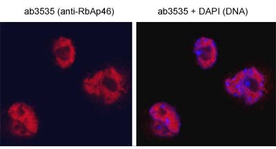 Mouse embryonic fibroblasts (MEFs) were fixed in 4%PFA, permeabilised in PBS 1%BSA 0.1%TX-100 and incubated with 3.3 ug/ml ab3535 (anti-RbAp46 antibody) o/n. The antibody shows nuclear staining.