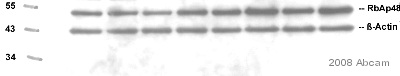 Anti-RbAp48 antibody [11G10] (ab488) at 2 µg/ml + Whole cell lysates prepared from human colon adenocarcinoma SW480 cell line at 30 µgSecondaryHRP-conjugated goat anti-mouse IgG at 1/10000 dilutiondeveloped using the ECL techniquePerformed under reducing conditions.