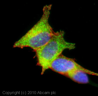 ICC/IF image of ab87190 stained SHSY5Y cells. The cells were 4% formaldehyde fixed (10 min) and then incubated in 1%BSA / 10% normal goat serum / 0.3M glycine in 0.1% PBS-Tween for 1h to permeabilise the cells and block non-specific protein-protein interactions. The cells were then incubated with the antibody (ab87190, 5µg/ml) overnight at +4°C. The secondary antibody (green) was Alexa Fluor® 488 goat anti-rabbit IgG (H+L) used at a 1/1000 dilution for 1h. Alexa Fluor® 594 WGA was used to label plasma membranes (red) at a 1/200 dilution for 1h. DAPI was used to stain the cell nuclei (blue) at a concentration of 1.43µM. This antibody also gave a positive result in 100% methanol fixed (5 min) SHSY5Y cells at 5µg/ml