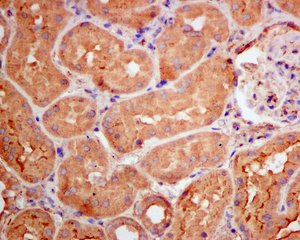 Immunohistochemical analysis of formalin-fixed, paraffin-embedded Human kidney tissue, labeling RBBP9 using ab157202 at a 1/100 dilution.