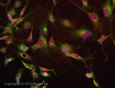 ICC/IF image of ab108479 stained HepG2 cells. The cells were 4% formaldehyde fixed (10 min) and then incubated in 1%BSA / 10% normal goat serum / 0.3M glycine in 0.1% PBS-Tween for 1h to permeabilise the cells and block non-specific protein-protein interactions. The cells were then incubated with the antibody ab108479 at 5µg/ml overnight at +4°C. The secondary antibody (green) was DyLight® 488 goat anti- rabbit (ab96899) IgG (H+L) used at a 1/250 dilution for 1h. Alexa Fluor® 594 WGA was used to label plasma membranes (red) at a 1/200 dilution for 1h. DAPI was used to stain the cell nuclei (blue) at a concentration of 1.43µM.