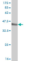 Western blot against tagged recombinant protein immunogen using ab56725 RBCK1 antibody at 1ug/ml.