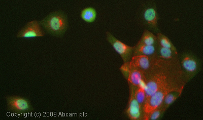 ICC/IF image of ab12325 stained MCF7 cells. The cells were 4% formaldehyde fixed (10 min) and then incubated in 1%BSA / 10% normal goat serum / 0.3M glycine in 0.1% PBS-Tween for 1h to permeabilise the cells and block non-specific protein-protein interactions. The cells were then incubated with the antibody (ab12325, 1µg/ml) overnight at +4°C. The secondary antibody (green) was Alexa Fluor® 488 goat anti-rabbit IgG (H+L) used at a 1/1000 dilution for 1h. Alexa Fluor® 594 WGA was used to label plasma membranes (red) at a 1/200 dilution for 1h. DAPI was used to stain the cell nuclei (blue) at a concentration of 1.43µM.