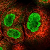 ab122515 at 4 µg/ml staining RBM19 in A431 cells by Immunofluorescence (green). Note: positivity in nucleus but not nucleoli & cytoplasm.