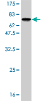 Western blot against tagged recombinant protein immunogen using ab55790 RBMS1 antibody at 1ug/ml.