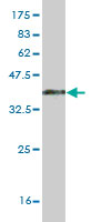 Western blot against tagged recombinant protein immunogen using ab55797 RBMS2 antibody at 1ug/ml.