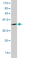 Western blot against tagged recombinant protein immunogen using ab58342 RBMS2 antibody at 1ug/ml.