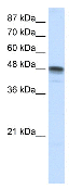 Anti-RBMS3 antibody (ab51504) at 1.25 µg/ml + HepG2 cell lysate at 10 µgSecondaryHRP conjugated anti-Rabbit IgG (1:100,000)