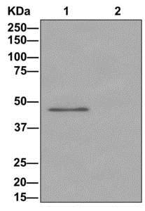 Western blot analysis on immunoprecipitation pellet from (1) HeLa cells lysate or (2) 1X PBS (negative control) using ab175228 and HRP-conjugated anti-rabbit IgG preferentially detecting the non-reduced form of rabbit IgG.