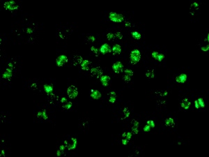Immunofluorescent analysis of Jurkat cells labeling RBMXL2 with ab175228 at 1/100 dilution.
