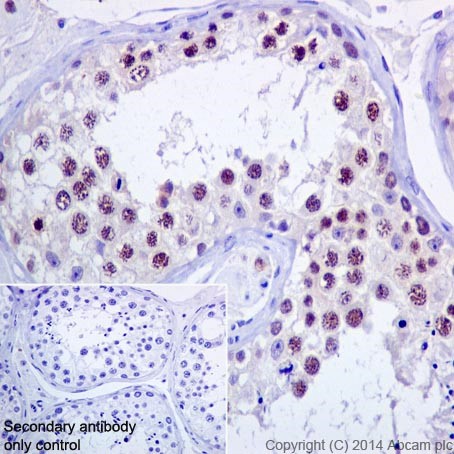 Immunohistochemical analysis of paraffin-embedded Human testis tissue labeling RBMY1A1 with ab200202 at 1/4000 dilution followed by Goat Anti-Rabbit IgG H&L (HRP) (ab97051) at 1/500 dilution. Nucleus staining of Human testis tissue is observed. Counter stained with Hematoxylin.Secondary antibody only control: Used PBS instead of primary antibody, secondary antibody is Goat Anti-Rabbit IgG H&L (HRP) (ab97051) at 1/500 dilution.