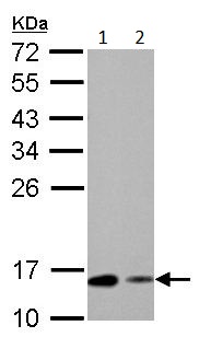 All lanes : Anti-RBP1 antibody (ab154881) at 1/5000 dilutionLane 1 : NIH3T3 whole cell lysate Lane 2 : C2C12 whole cell lysate Lysates/proteins at 30 µg per lane.