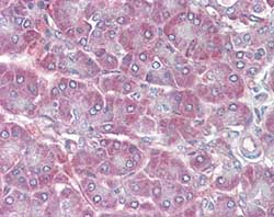 ab104452, at 5 µg/ml, staining RBP1 in formalin-fixed, paraffin-embedded Human Pancreas by Immunohistochemistry, followed by biotinylated anti-goat IgG secondary antibody, alkaline phosphatase-streptavidin and chromogen.