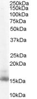 Anti-RBP1 antibody (ab104452) at 0.1 µg/ml + NIH 3T3 lysate (in RIPA buffer) at 35 µgdeveloped using the ECL technique