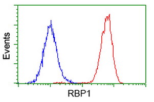 Flow cytometric analysis of RBP1 in Hela cells using ab119056 at 1/100 dilution (Red) compared to a nonspecific negative control antibody (Blue).