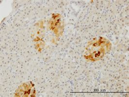RBP4 antibody (ab57622) used in immunohistochemistry at 1ug/ml on formalin fixed and paraffin embedded human pancreas.
