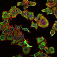 ab114062, at a 1/200 dilution, staining RBP4 in HepG2 cells by Immunofluorescence (green). Blue: DRAQ5 fluorescent DNA dye. Red: Actin filaments have been labeled with Alexa Fluor-555 phalloidin.