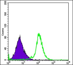 Flow cytometric analysis of RBP4 in HepG2 cells, using ab114062 at a 1/200 dilution (green) and negative control (purple).