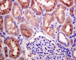 Immunohistochemical analysis of paraffin embedded Human kidney tissue labelling RBP4 with ab133559 antibody at a dilution of 1/500.