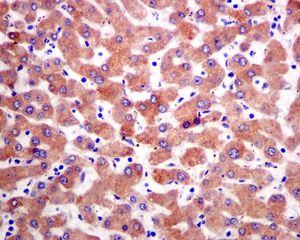 Immunohistochemical analysis of paraffin embedded Human liver tissue labelling RBP4 with ab133559 antibody at a dilution of 1/500.