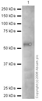 Anti-RBPJK antibody (ab33065) at 1 µg/ml (Pancreas (Human) Tissue Lysate )SecondaryGoat polyclonal to Rabbit IgG (Alexa Fluor® 680) at 1/10000 dilutionPerformed under reducing conditions.