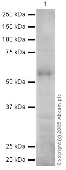 Anti-RBPJK antibody - ChIP Grade (ab25949) at 1 µg/ml + Pancreas (Human) Tissue Lysate at 20 µgSecondaryGoat polyclonal to Rabbit IgG (Alexa Fluor® 680) at 1/10000 dilutionPerformed under reducing conditions.