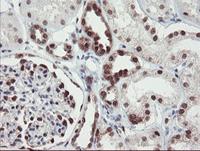 ab128081 at 1/150 dilution staining RBPMS in Paraffin-embedded Human kidney tissue by Immunohistochemistry.
