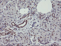 ab128081 at 1/150 dilution staining RBPMS in Paraffin-embedded Human pancreas tissue by Immunohistochemistry.