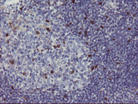 ab128081 at 1/150 dilution staining RBPMS in Paraffin-embedded Human tonsil tissue by Immunohistochemistry.