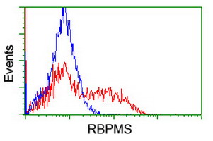 ab128081 at 1/100 dilution staining RBPMS in HEK293T cells transfected with either pCMV6-ENTRY RBPMS overexpress plasmid (Red) or empty vector control plasmid (Blue) by Flow Cytometry.