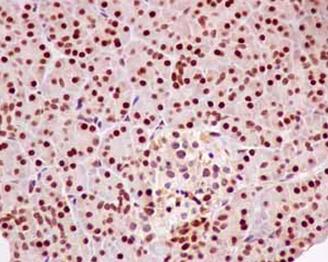 Immunohistochemical analysis of paraffin-embedded Human pancreas tissue labeling RCC1 with ab181155 at 1/100 dilution followed by prediluted HRP Polymer for Rabbit IgG. Counter stained with Hematoxylin.