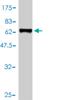 Western blot against tagged recombinant protein immunogen using ab57624 RCN1 antibody at 1ug/ml.