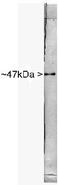 Anti-NSE antibody (ab64721) at 1/2000 dilution + Rat spinal cord