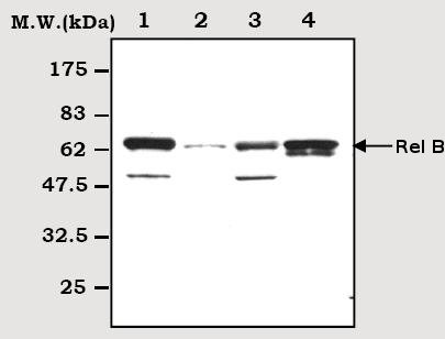 All lanes : Anti-Rel B antibody (ab71543) at 1/2000 dilutionLane 1 : HuT78 cell lysateLane 2 : L929 cell lysateLane 3 : C6 cell lysateLane 4 : NIH3T3 cell lysate