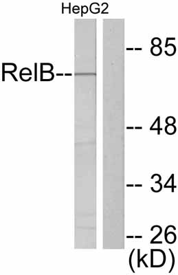 All lanes : Anti-Rel B antibody (ab47438)Lane 1 : HepG2 cell extractLane 2 : HepG2 cell extract with peptide